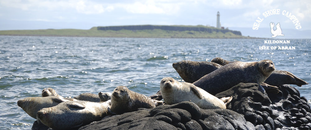 Seal Shore camping - seals on the shore