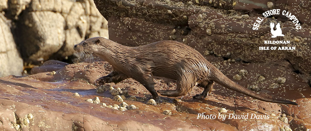 Seal Shore camping - a seal walking