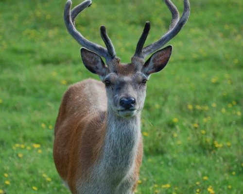 Lots of deer to be seen on Arran