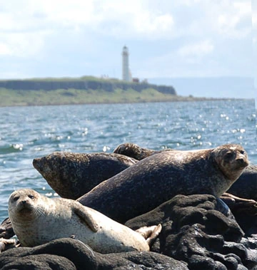 Seals on the rocks 1