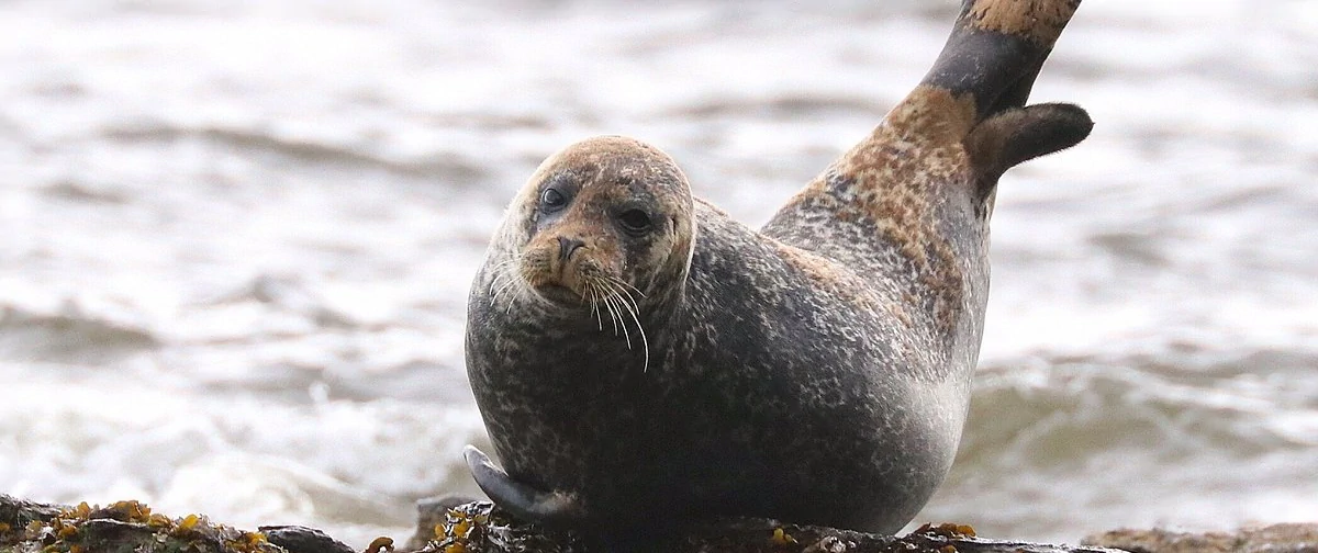 Seal Shore camping - a seal just waiting to be filmed